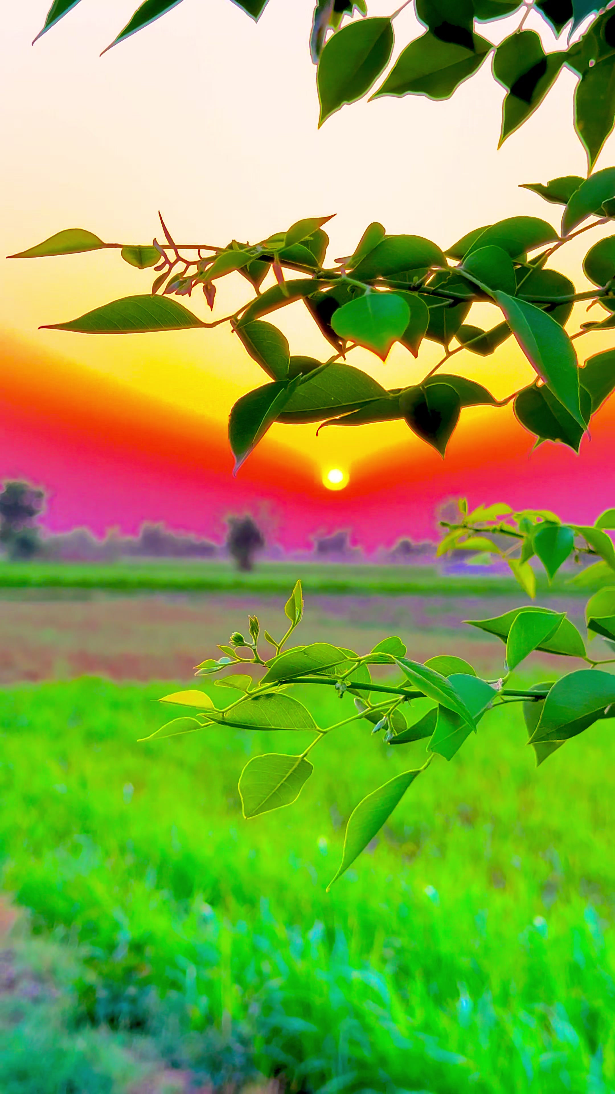 @🌾میں۔ میرا۔ پنڈ🎋