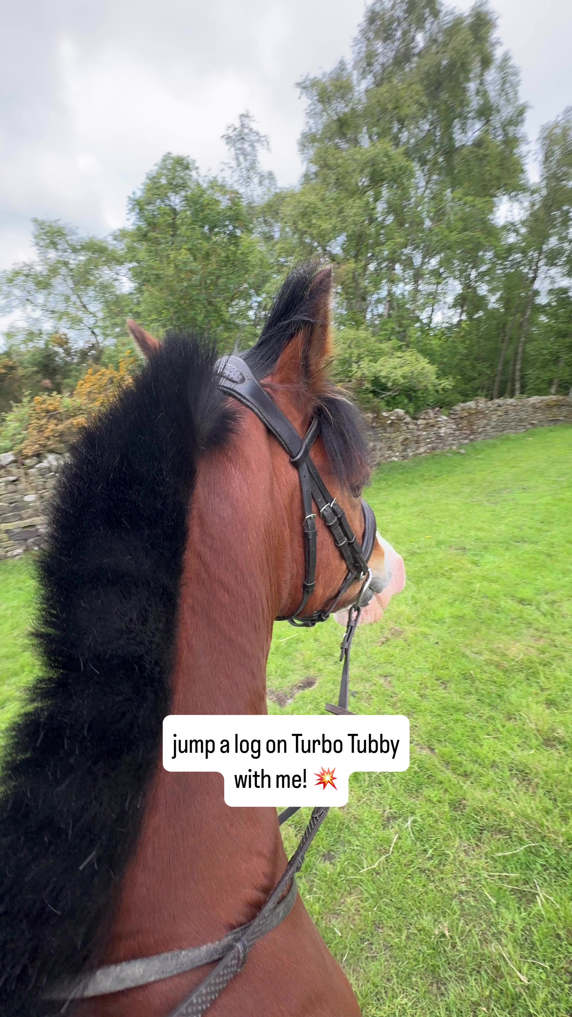 @Yardd | Equine Life Simplified