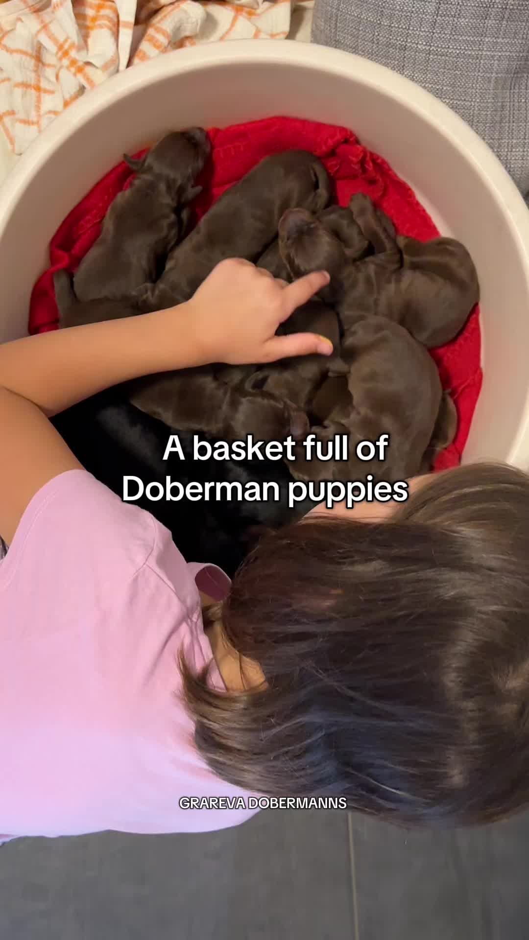 @GRAREVA dobermanns