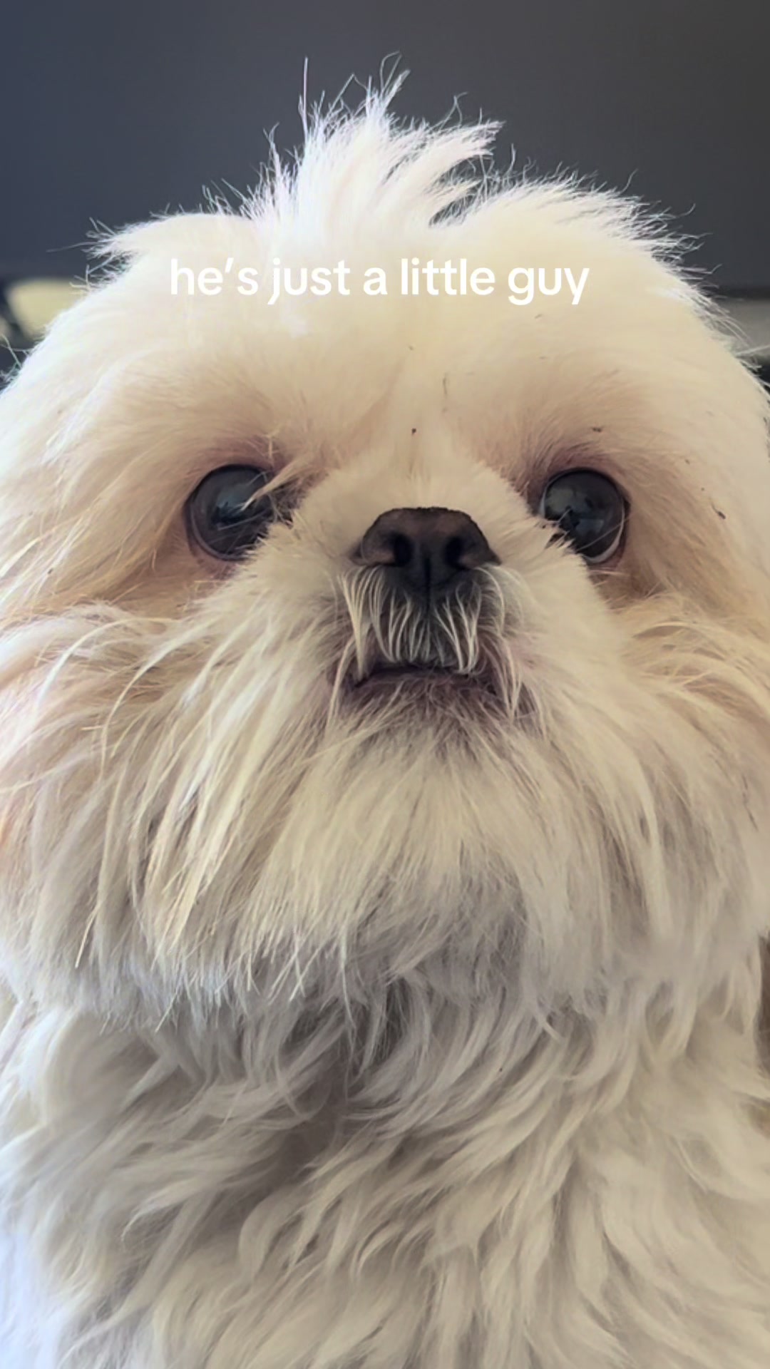 @Hugh the Shih Tzu