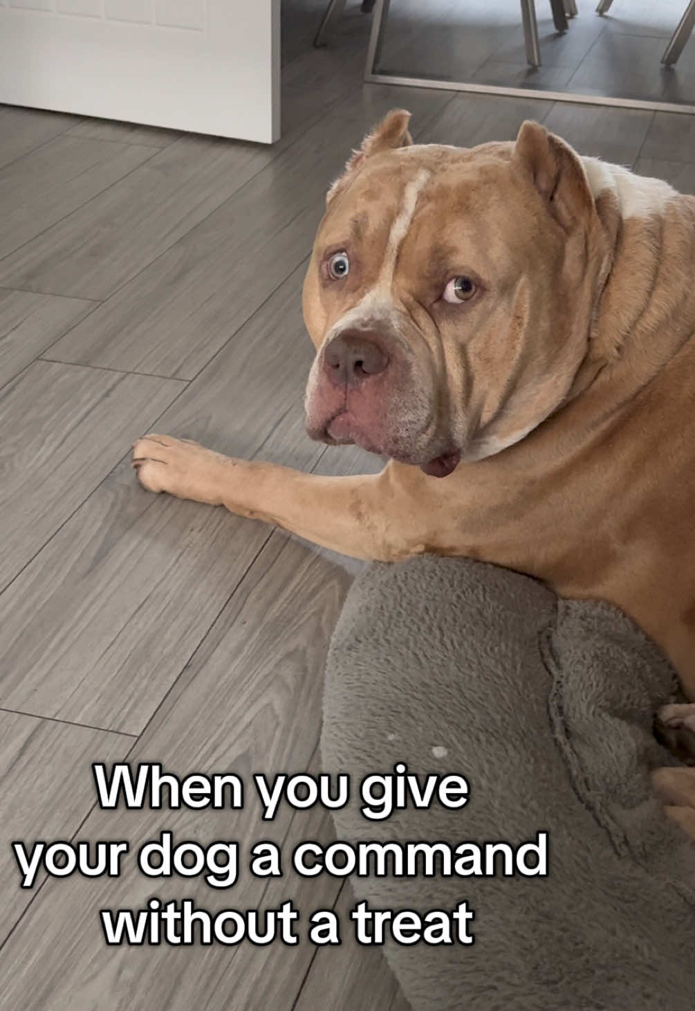 @Juice & Reign 🐾