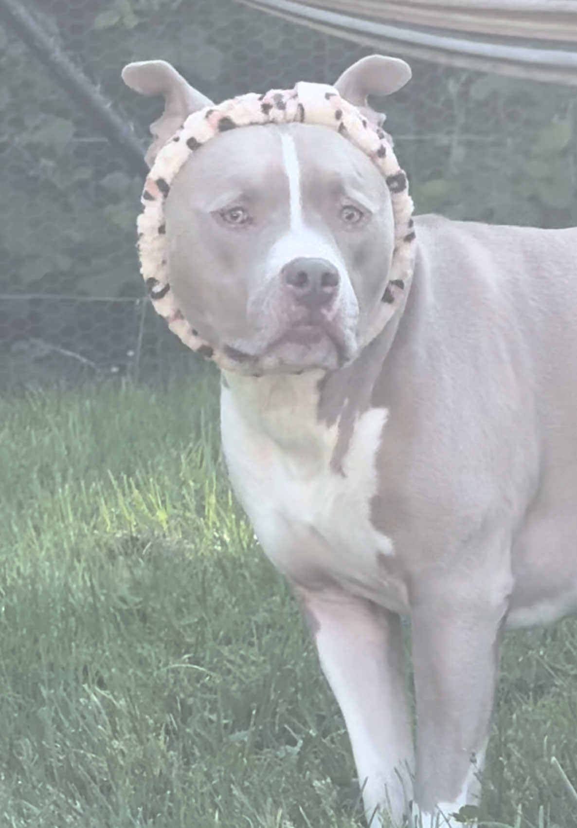 @Pittie Mom
