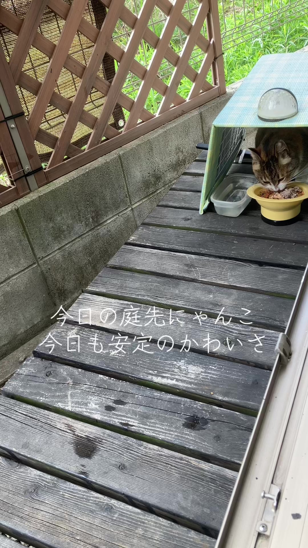 @にゃん⭐︎にゃんZ