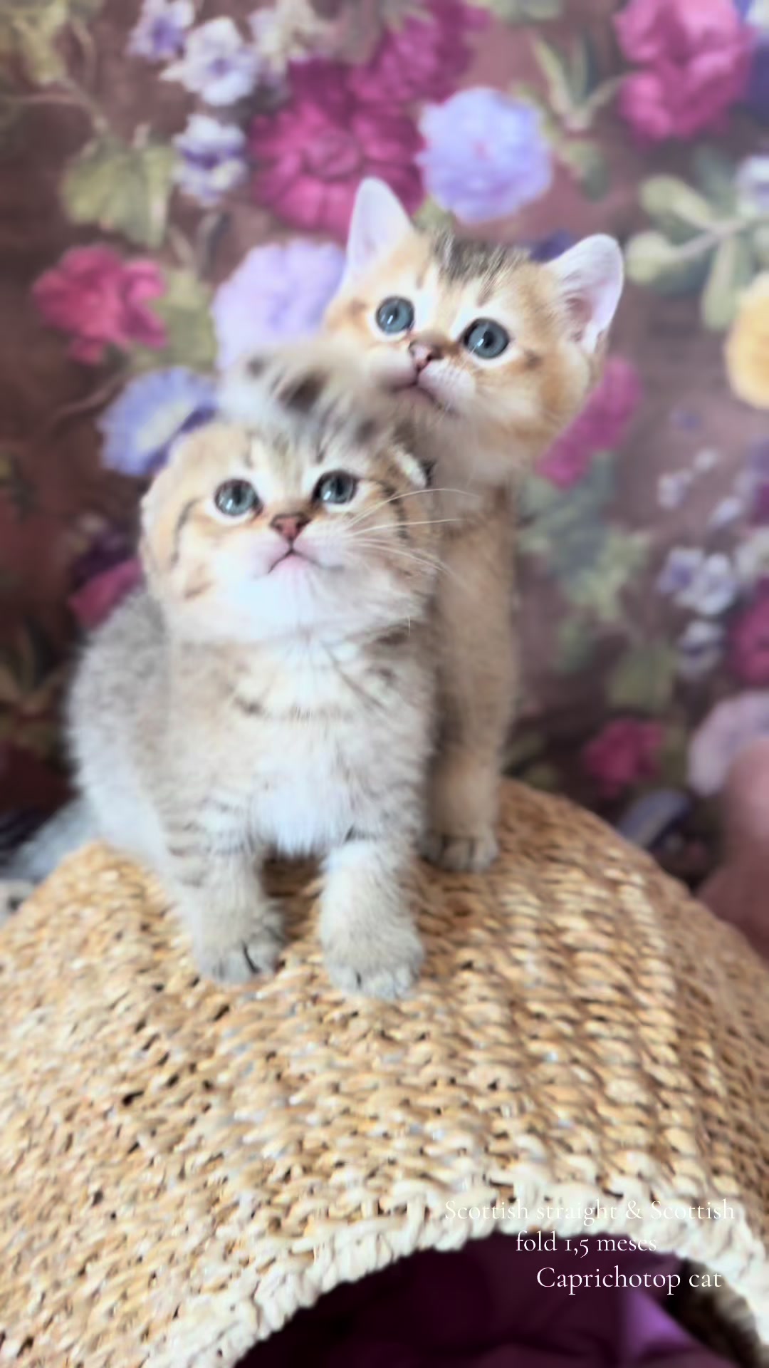 @Gatos de Lucia