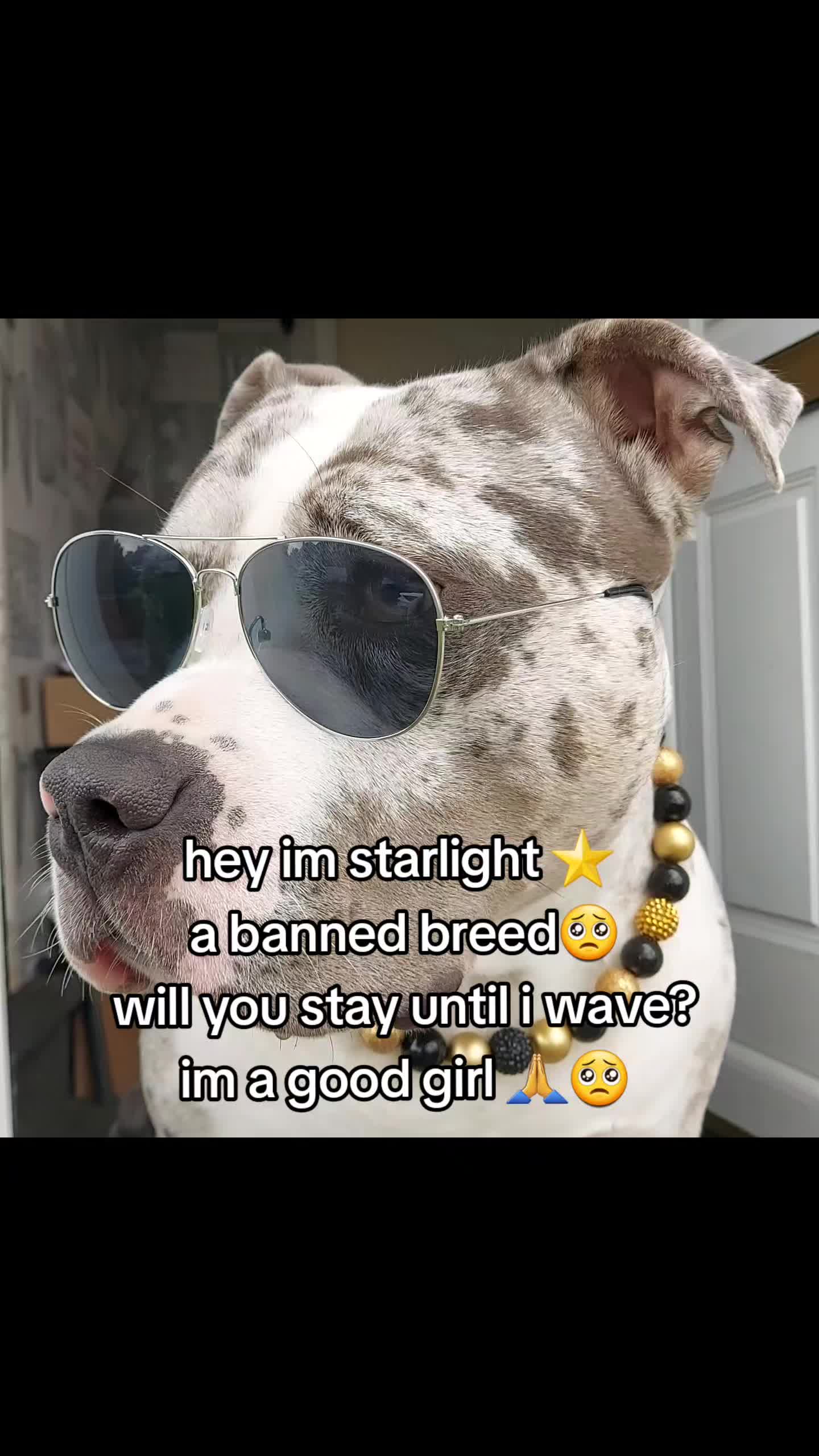 @kirsty+starlight the xl bully