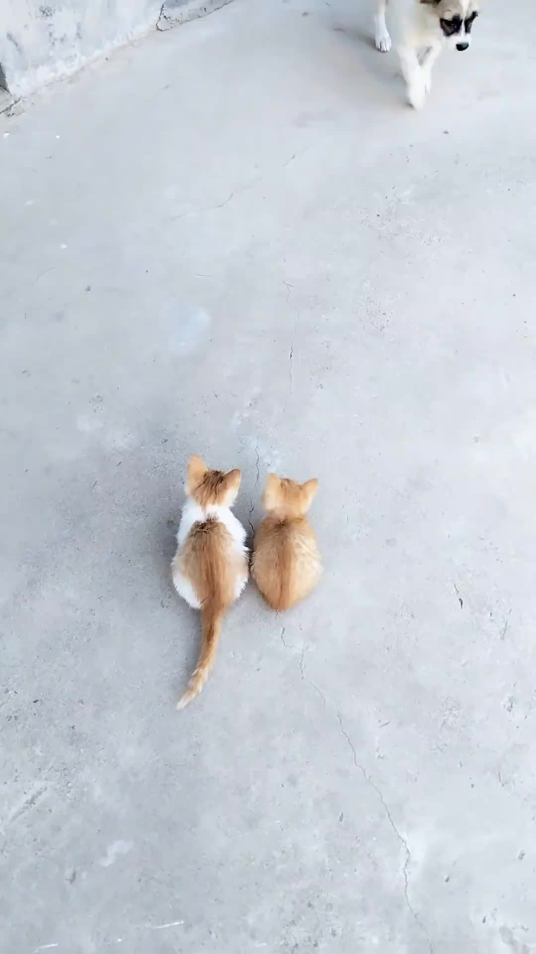 @animal family 0302