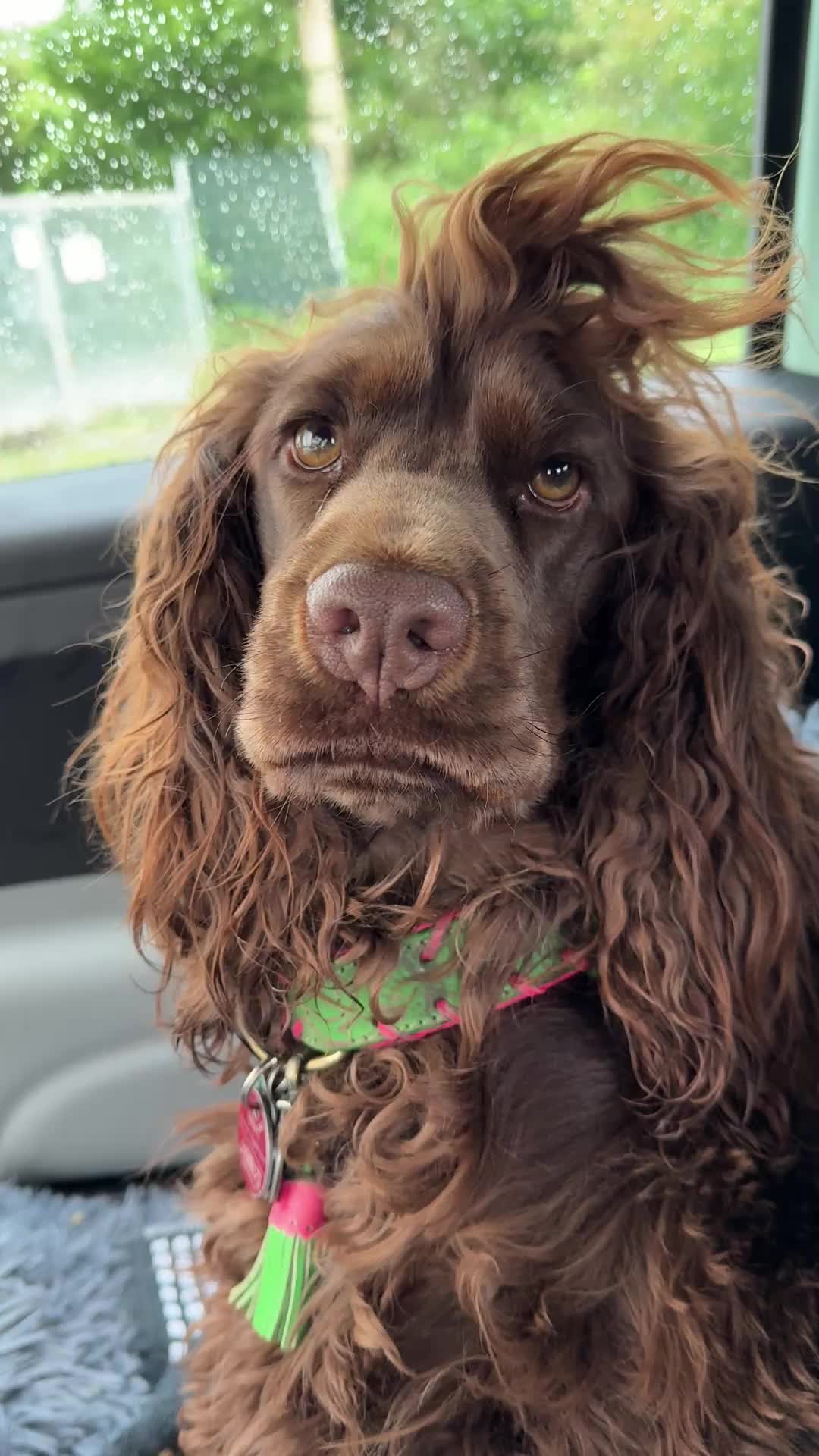 @Yoshi_der_Schokococker