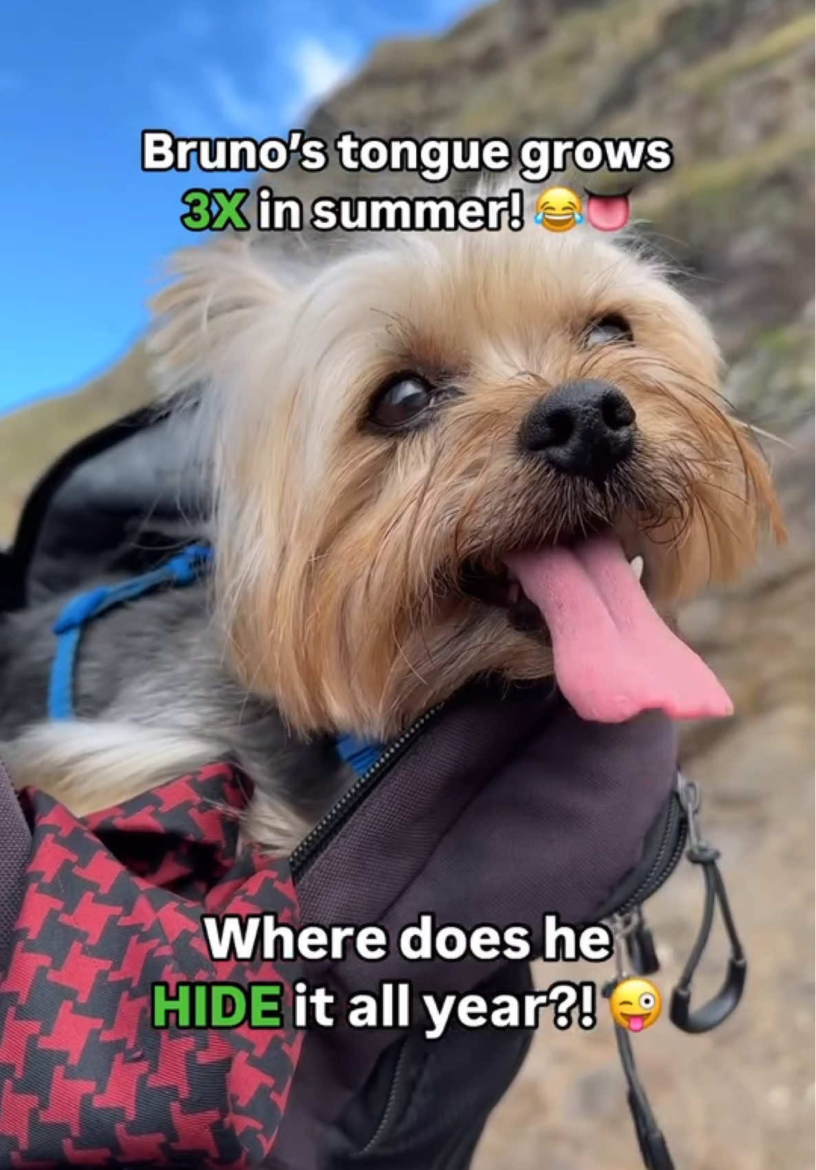 @✨Baryk & Bruno - Yorkies 🌍!
