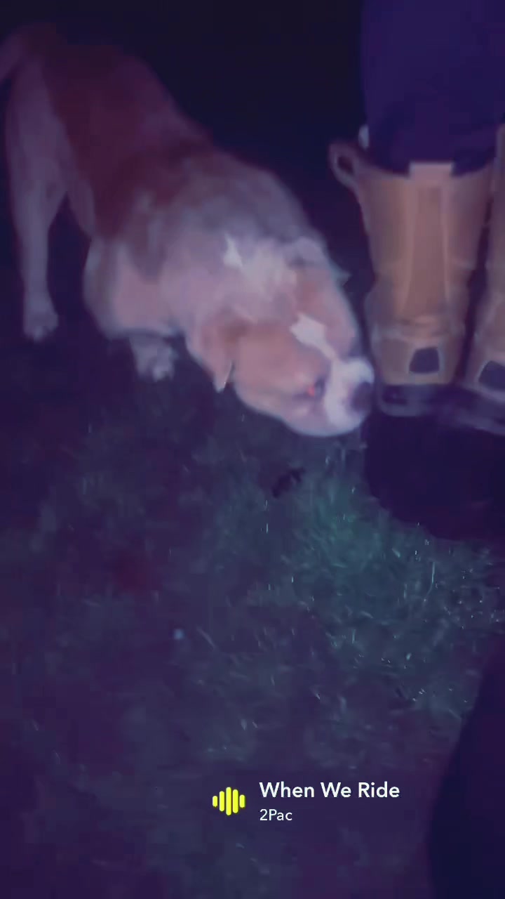 @certidogzuk