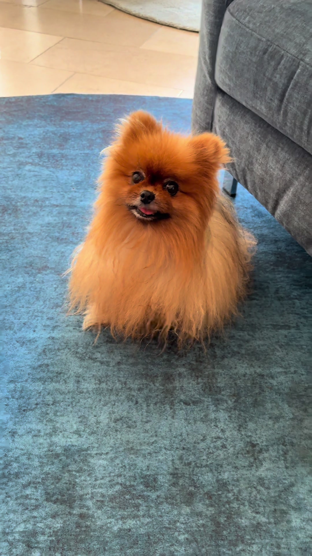 @Flamy Pomerania