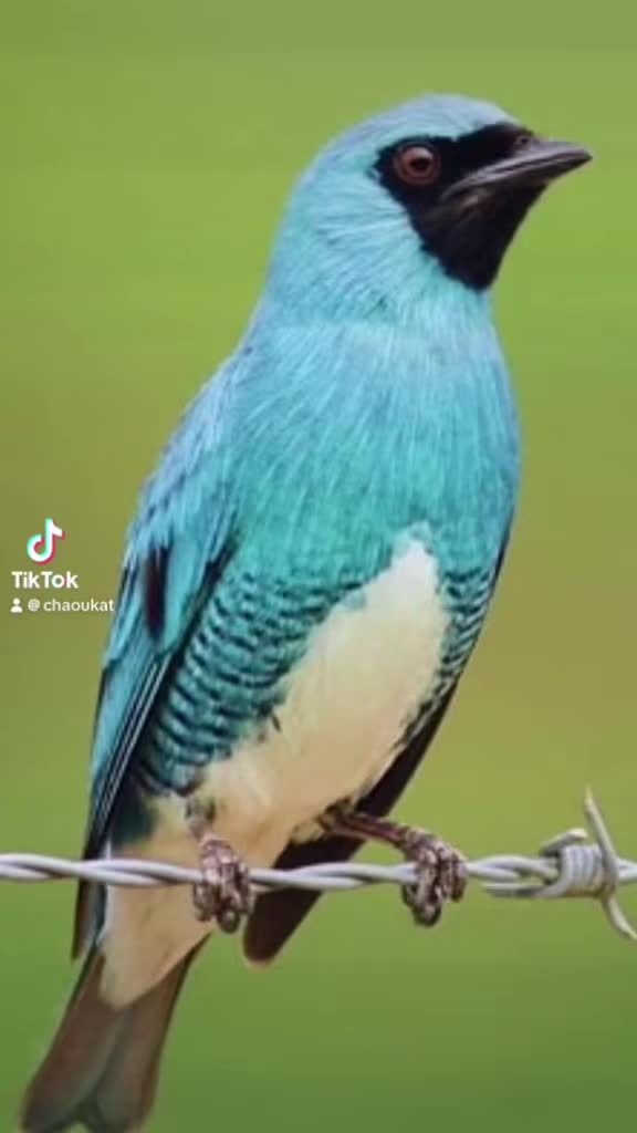 @Chaoukat