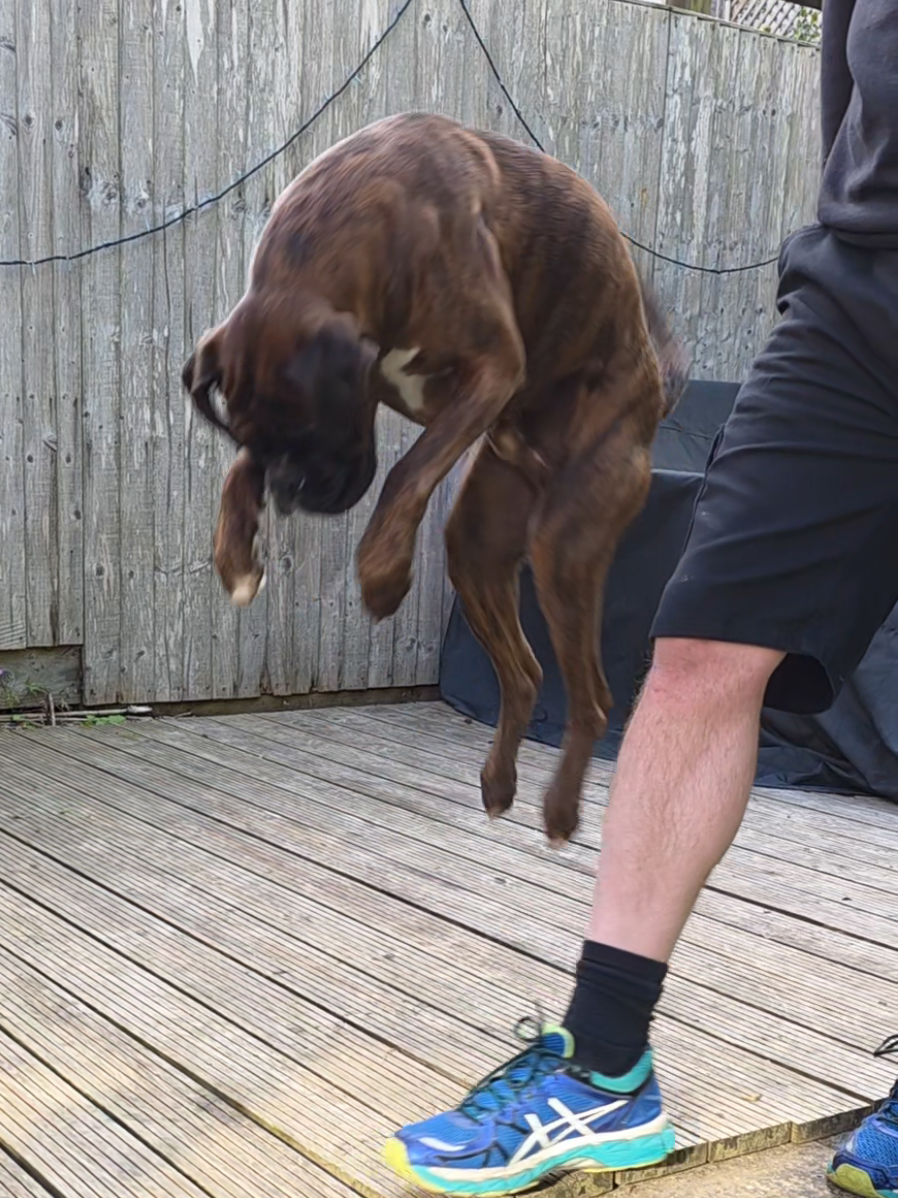 @Clive The Boxer Dog
