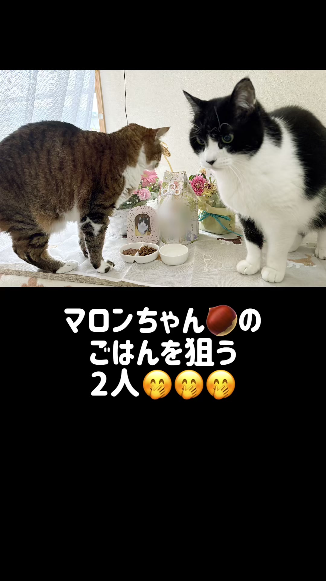 @ねこぷにもふ｜ホワイトシェパードのハクちゃん