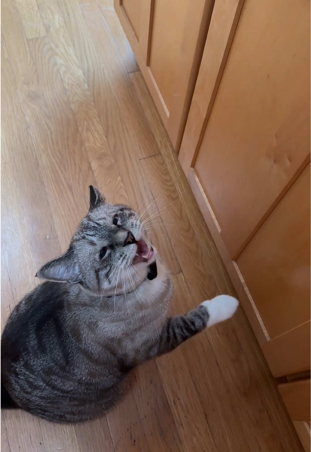 @bellkittiesmom