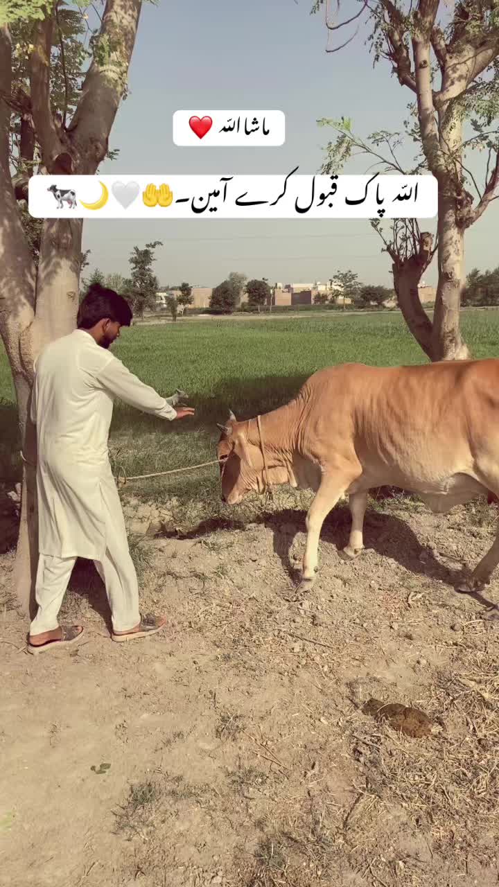 @دانی۰❤️🩹