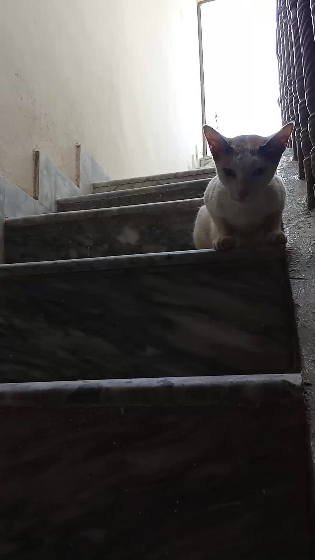 @cutecatlover8172