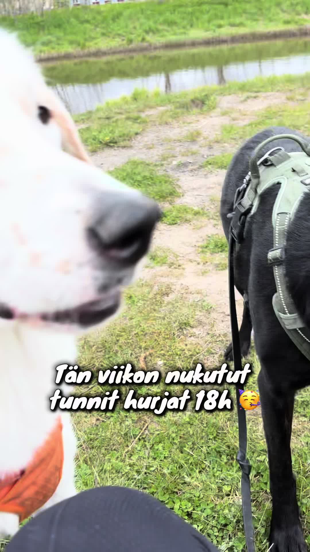 @pintsucca