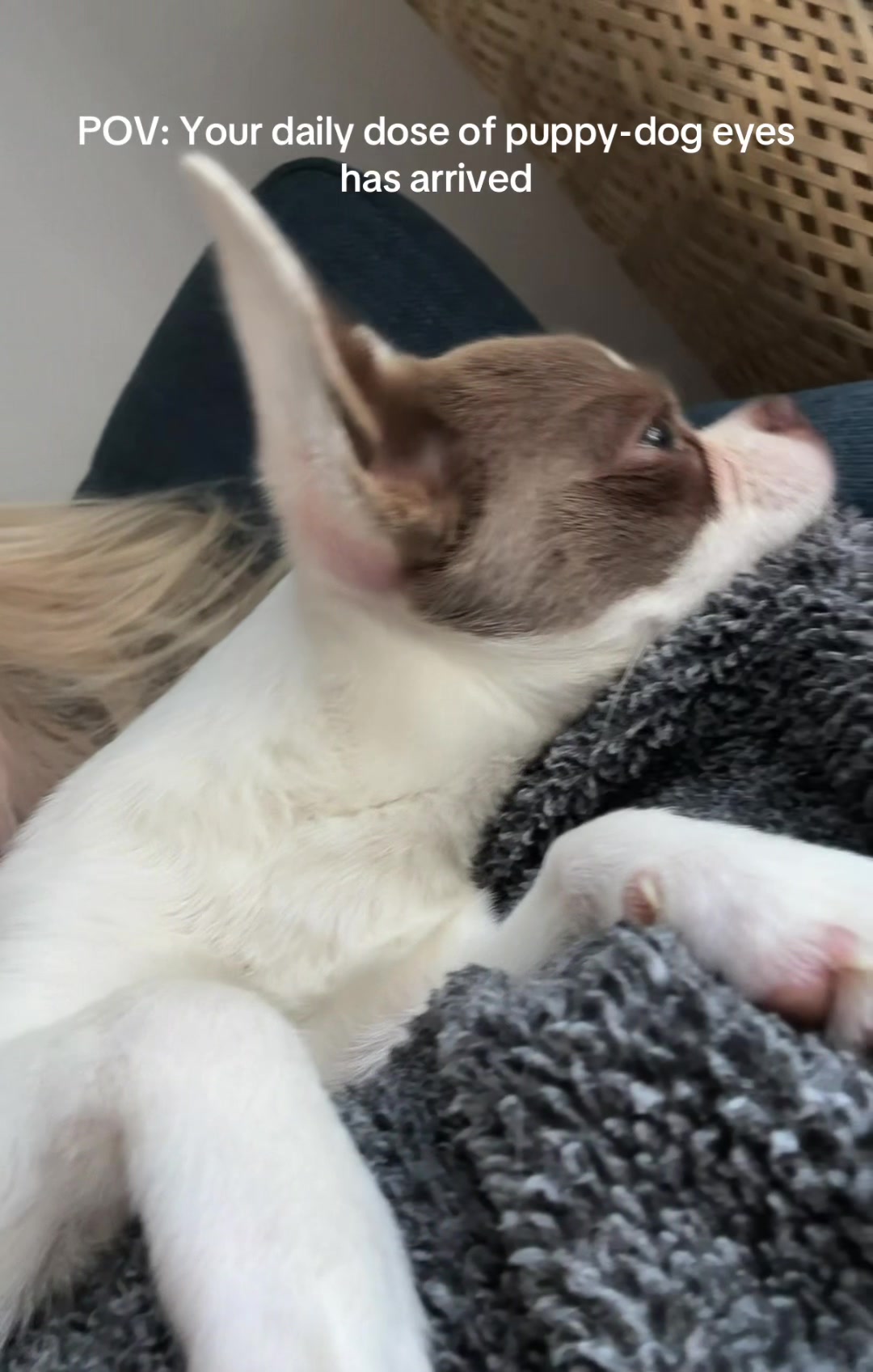 @My little Chi Chi