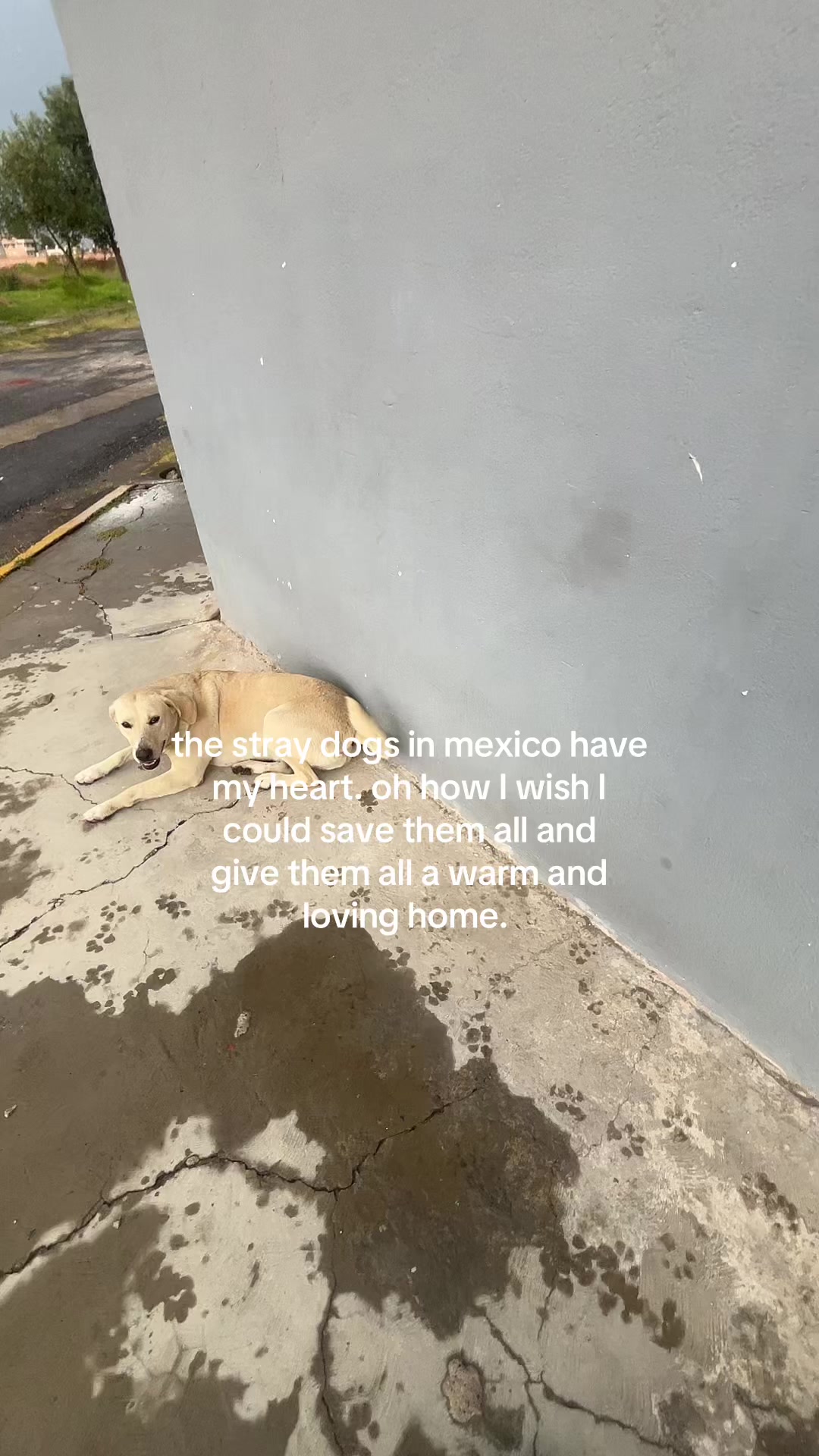 @julihoophoe