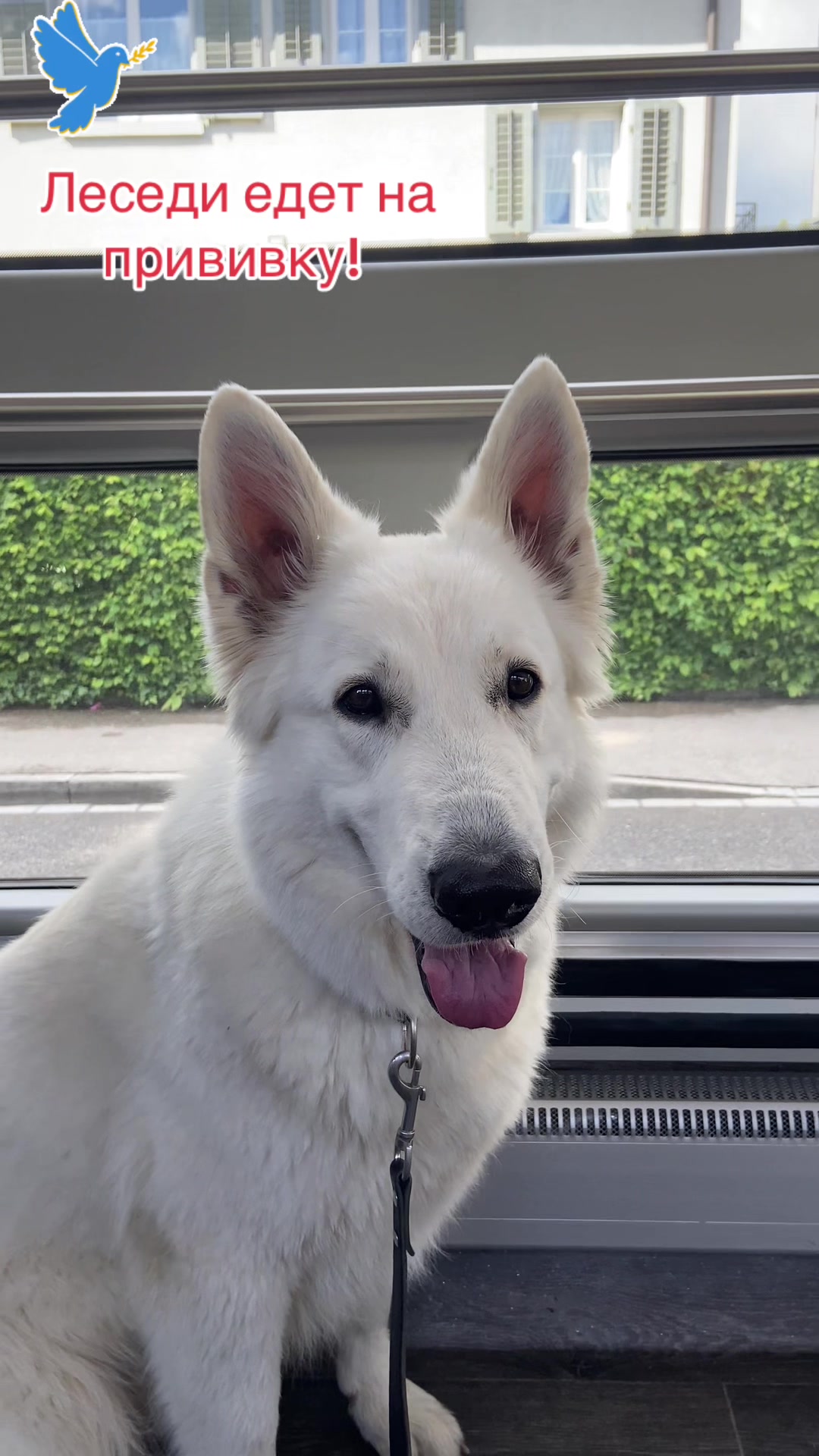 @white_ange_dog