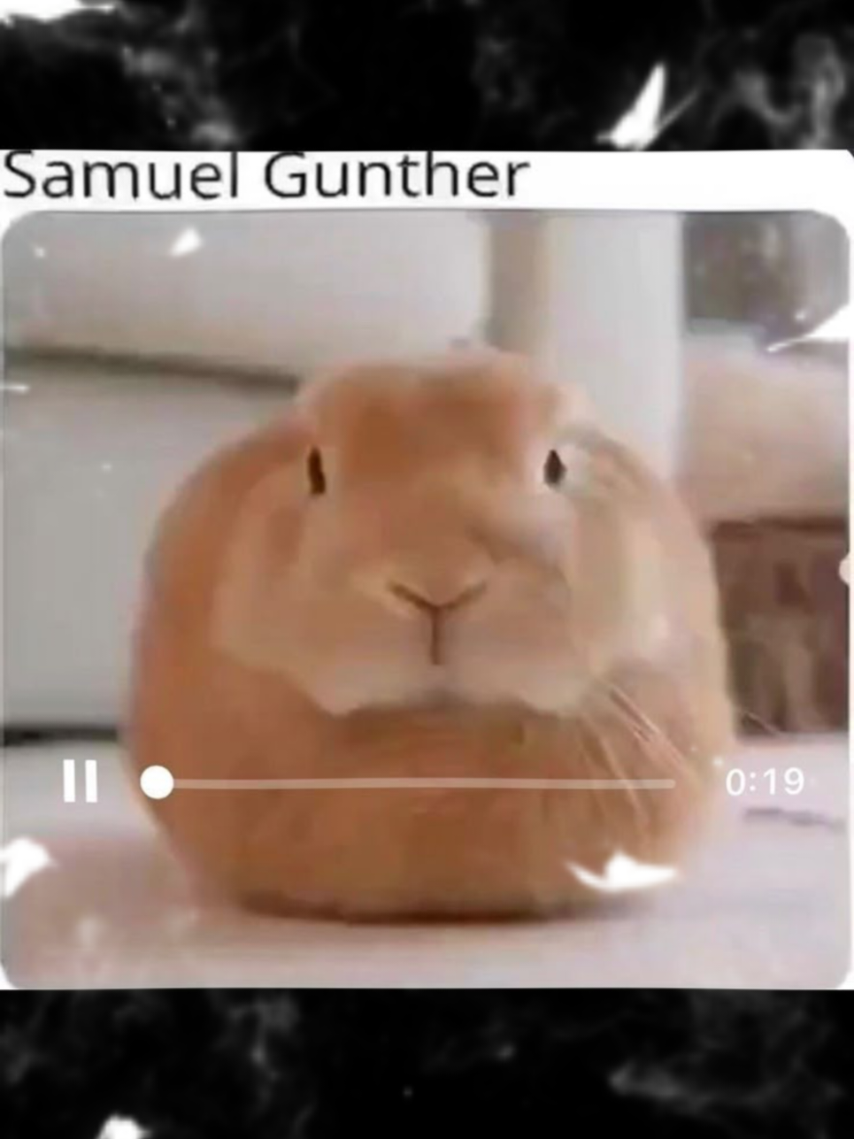 @I like bunnies