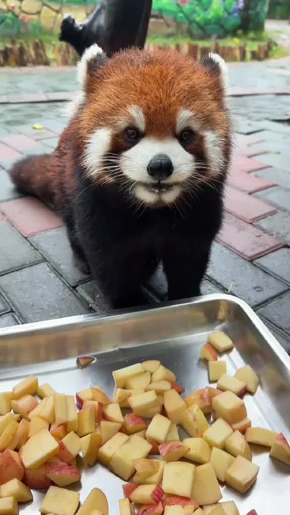 @Krezhi Panda 90