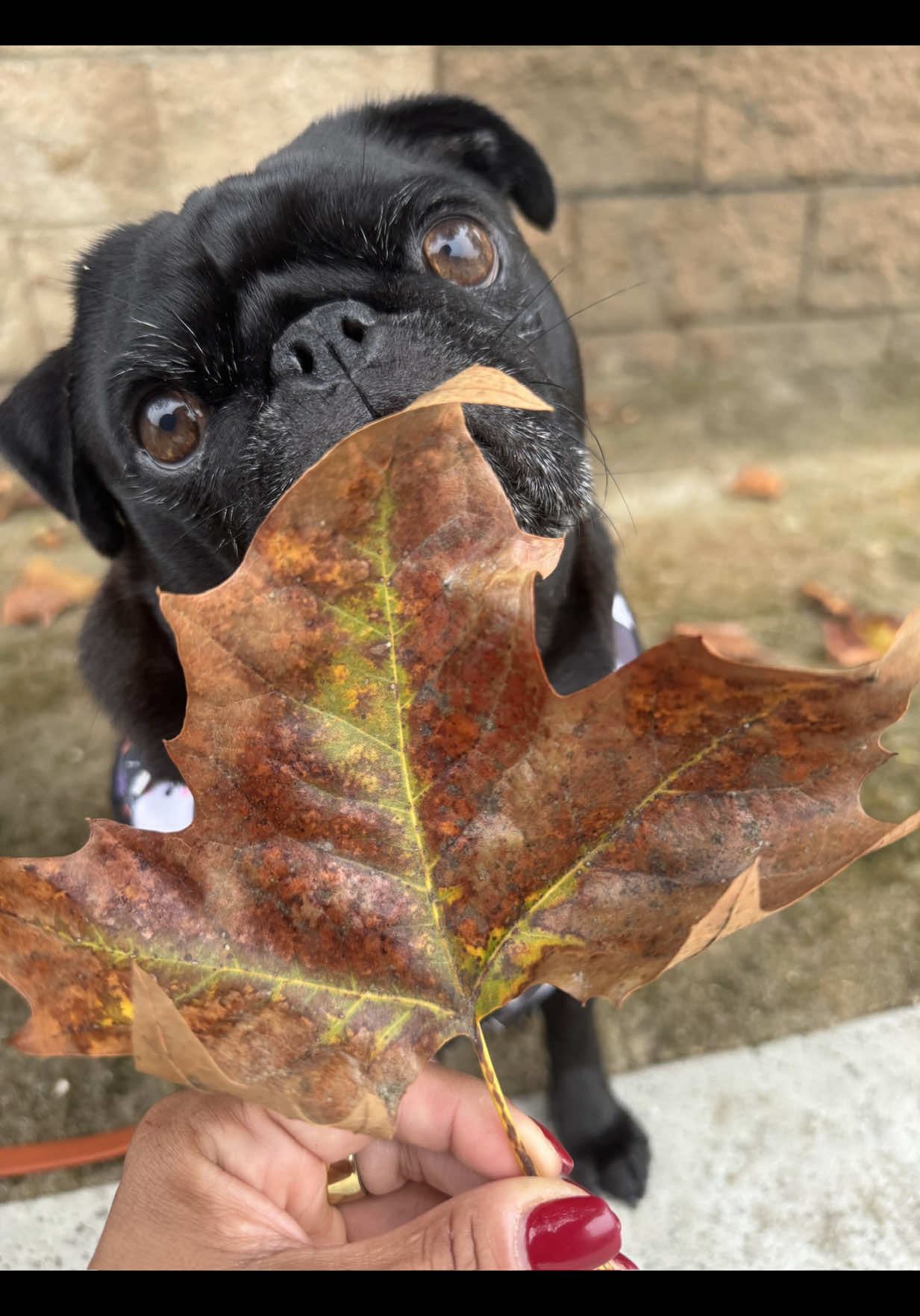 @Thedistracteddogmom