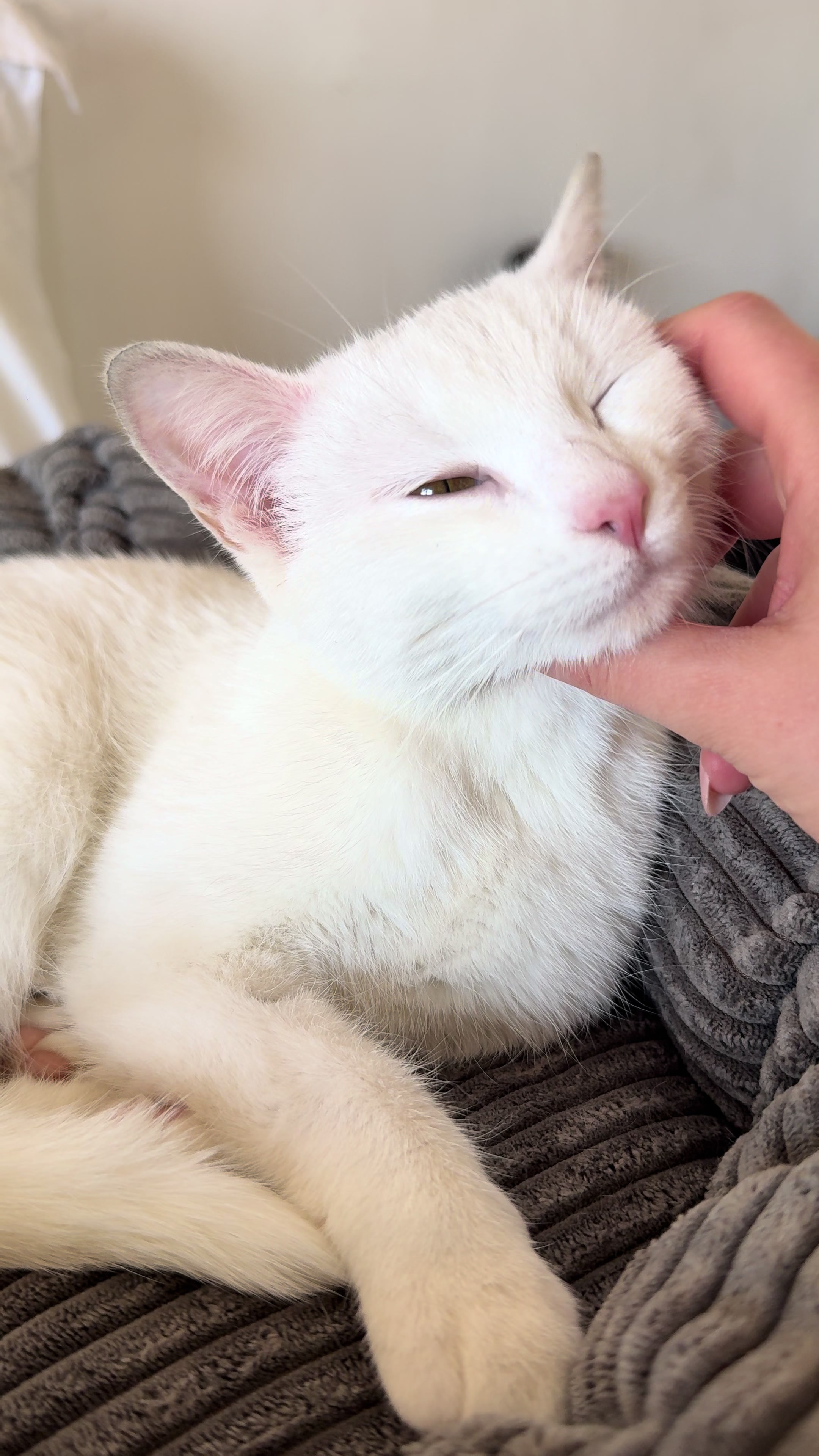 @Toby The Kitten