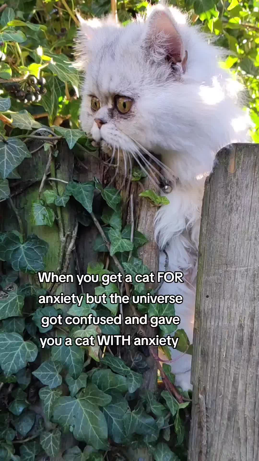 @Hi Simbi & Gizmo