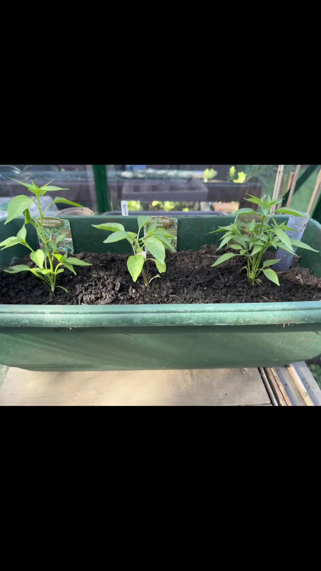 @grandadgreenhouse