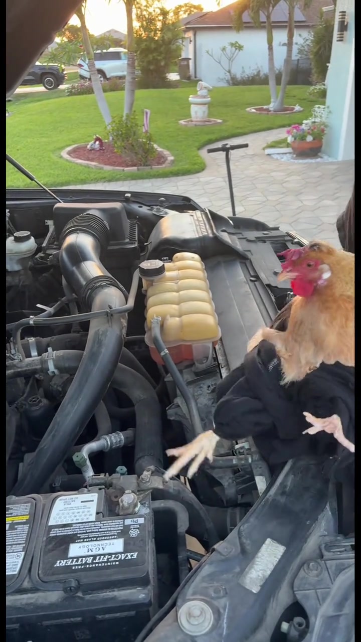 @animalmemester