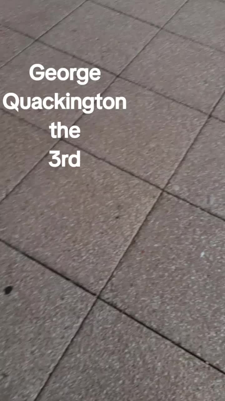 @GeorgeQuackingtonThe3rdReal