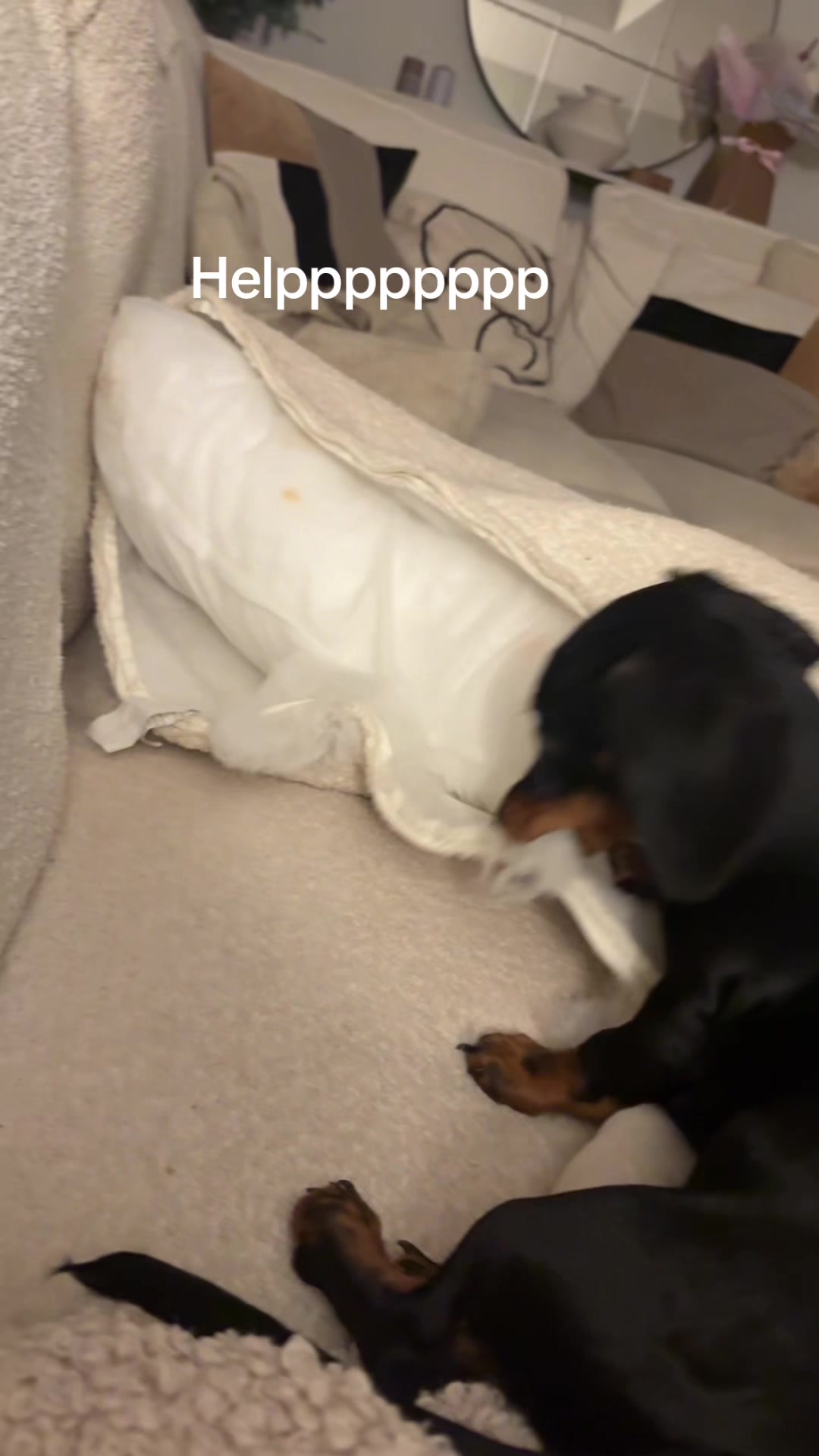 @Lottie Lu mini Dachshund ๐๐ฉท