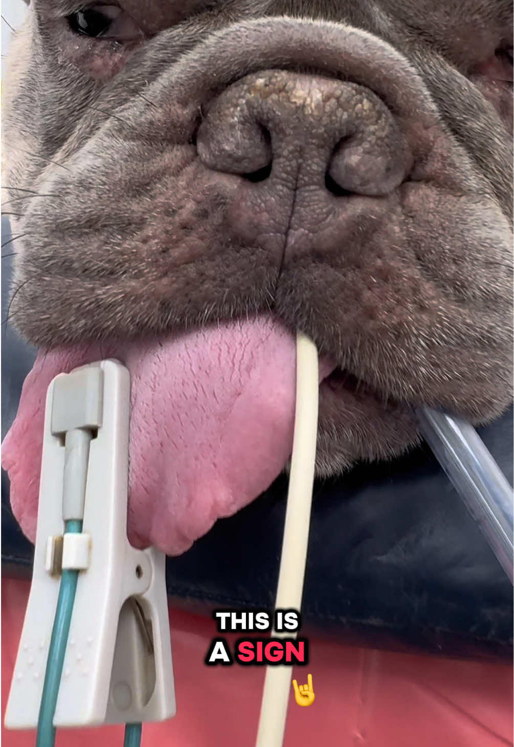 @Tomasthevet