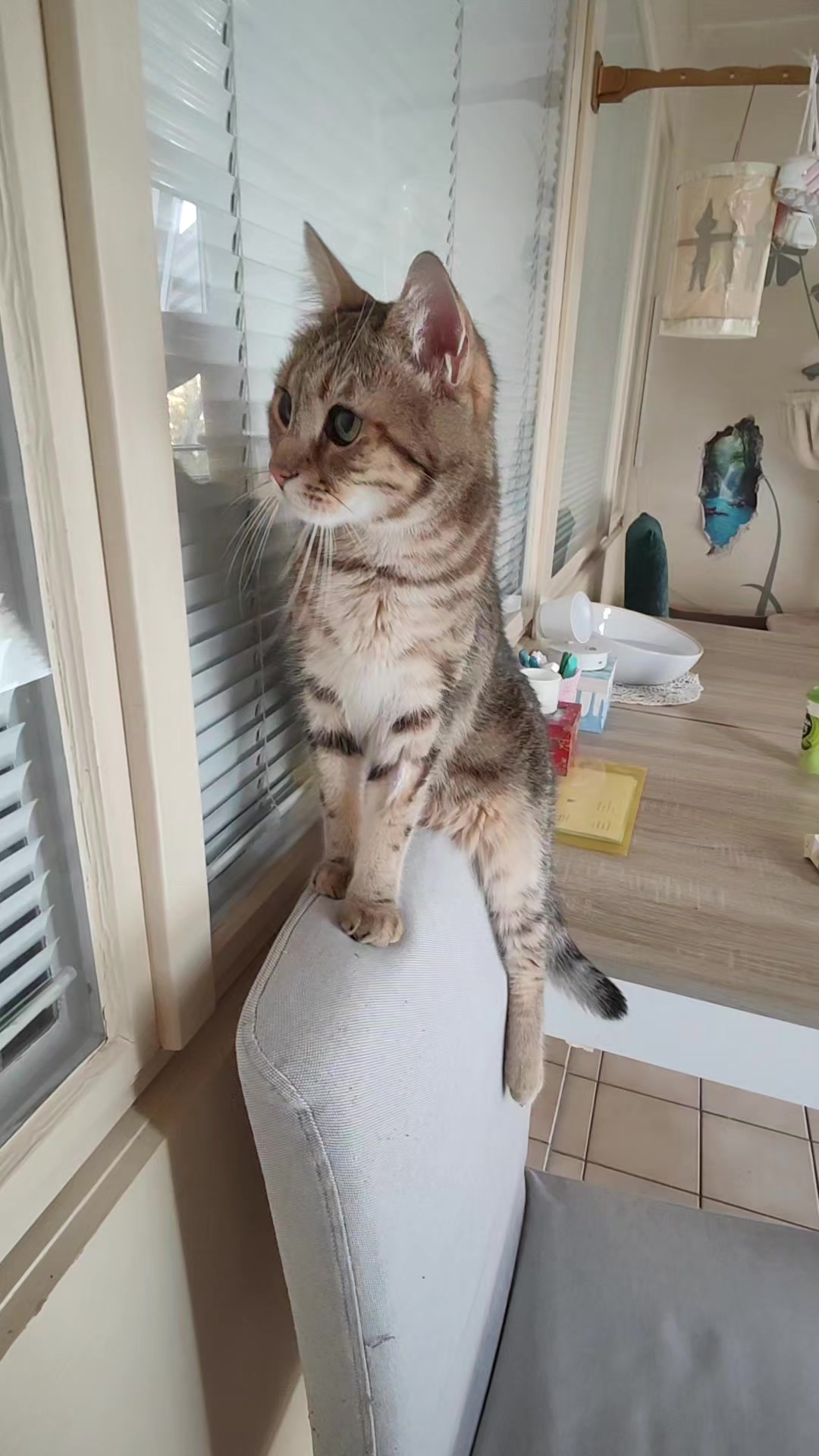 @Süsse Katze🐈