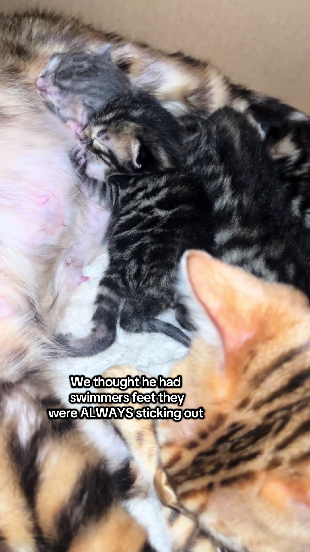 @houseofbengal