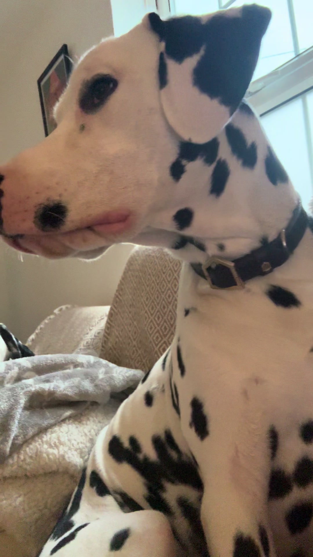 @Tommy & Babbles the Dalmatian