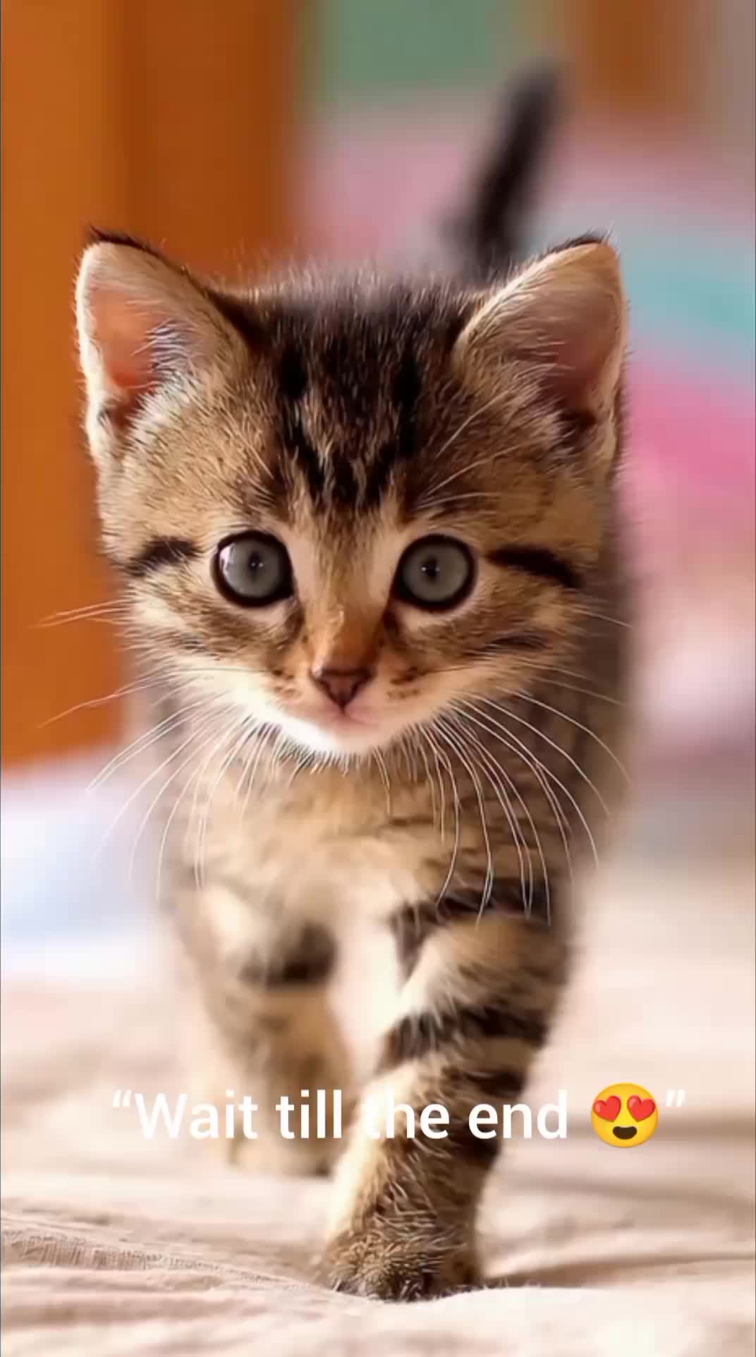 @😻 Dodi Dodi Dam Dam 😻