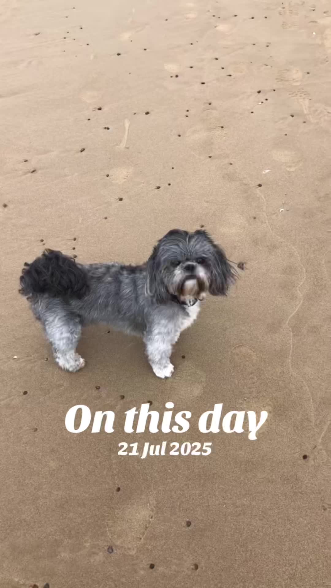 @Mimi the Shihtzu