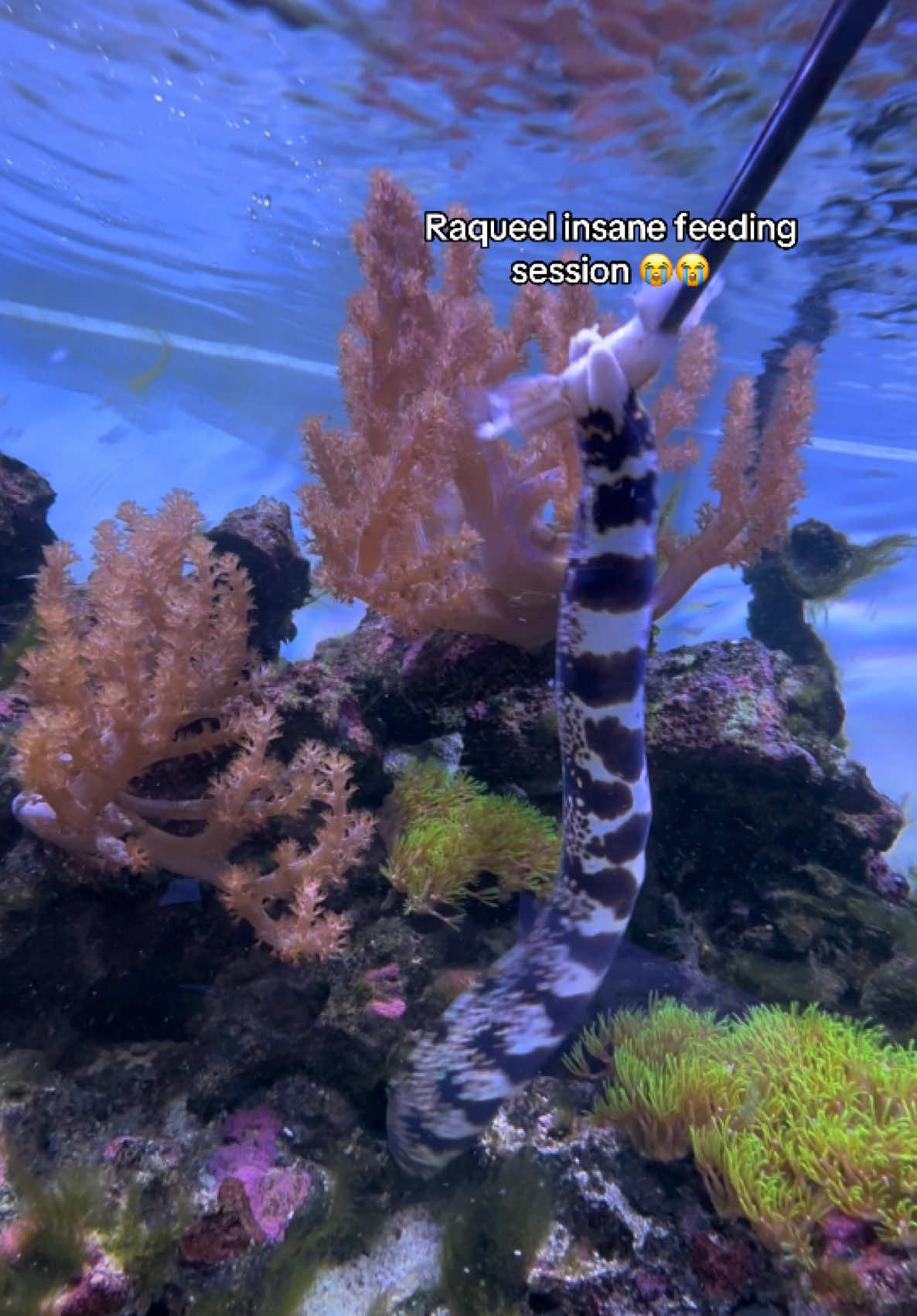 @ReefSync