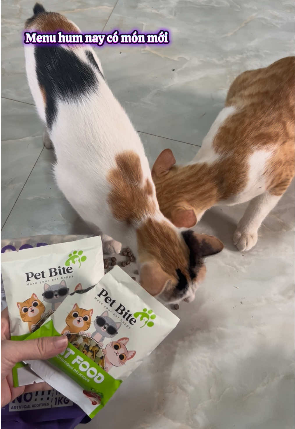@Ba bé mèo và một bé chó