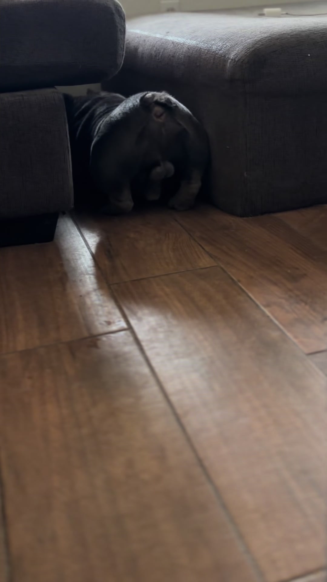 @Boxcitybullys