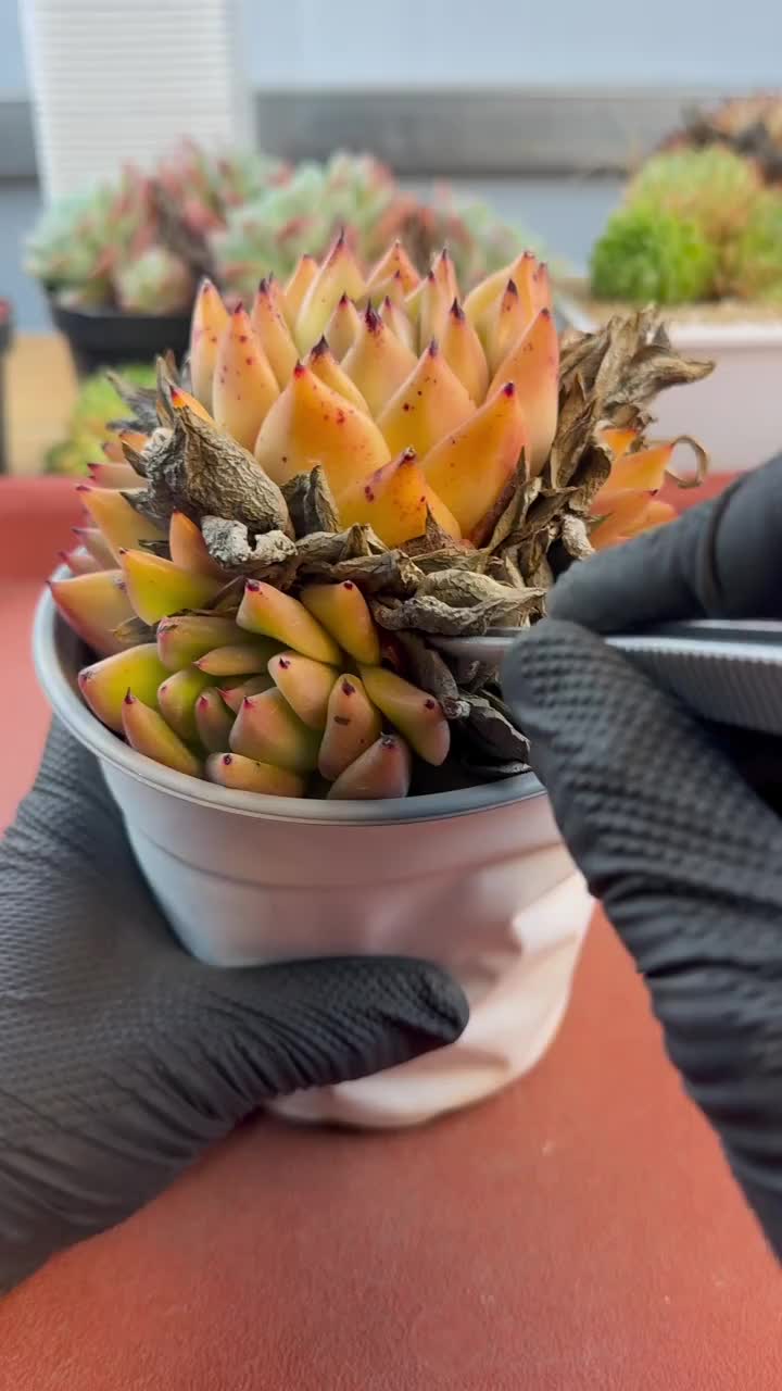 @LushSuccs