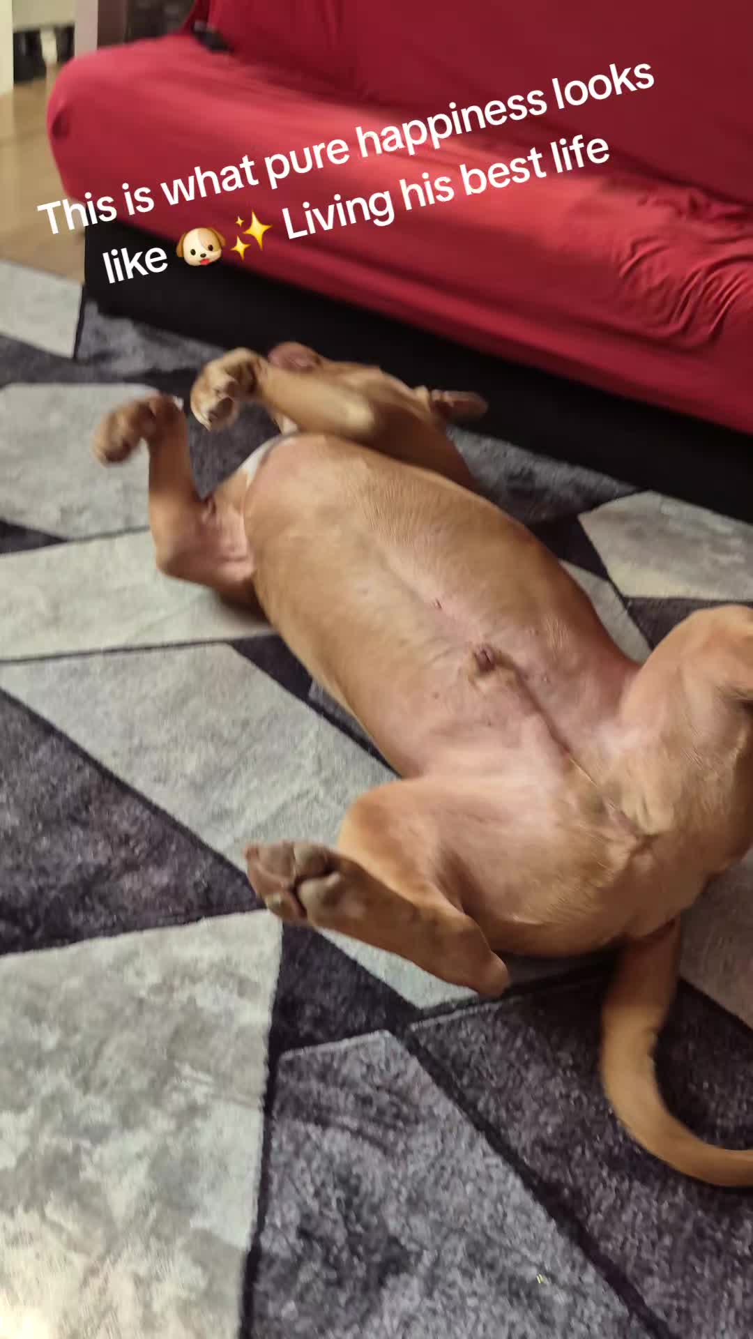 @Zeus.Bella1