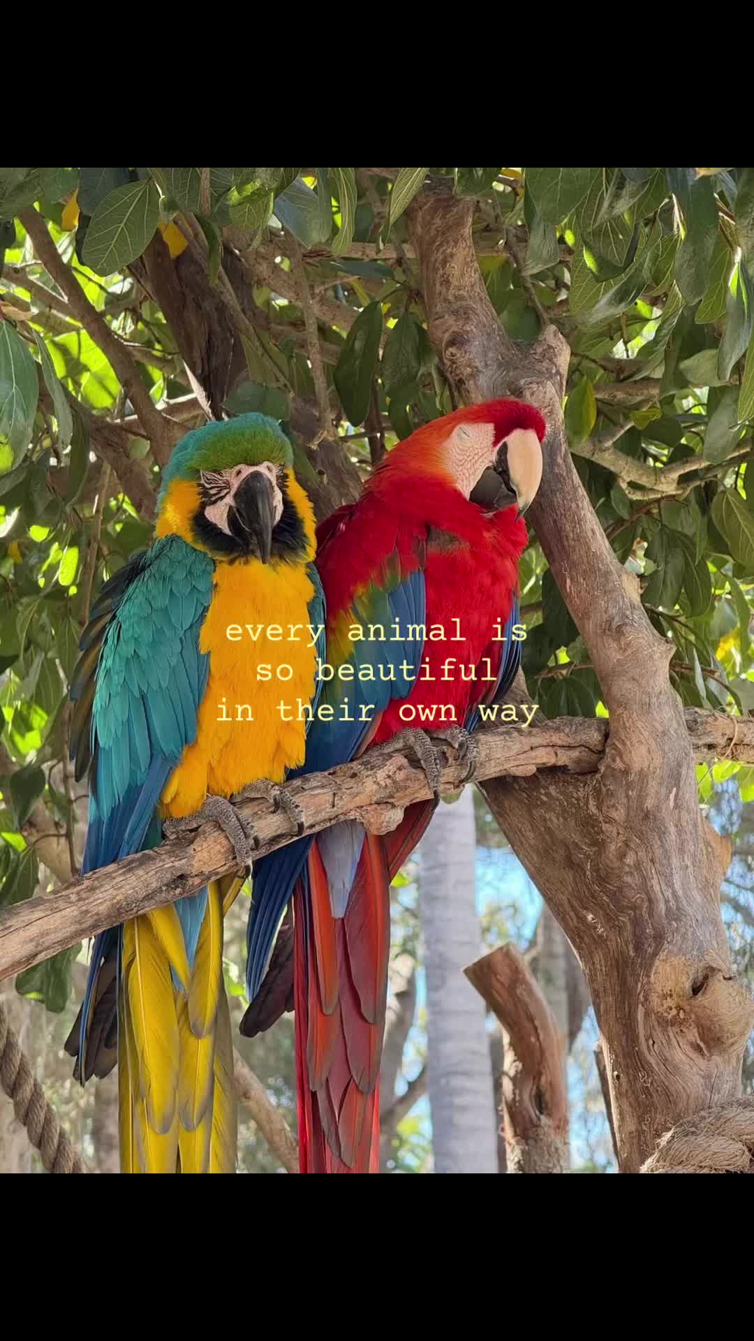 @๐ฆน°โ ๐ ๐ ๐ ๐ ๐โธโธ โ๏ฝก๐ฆน