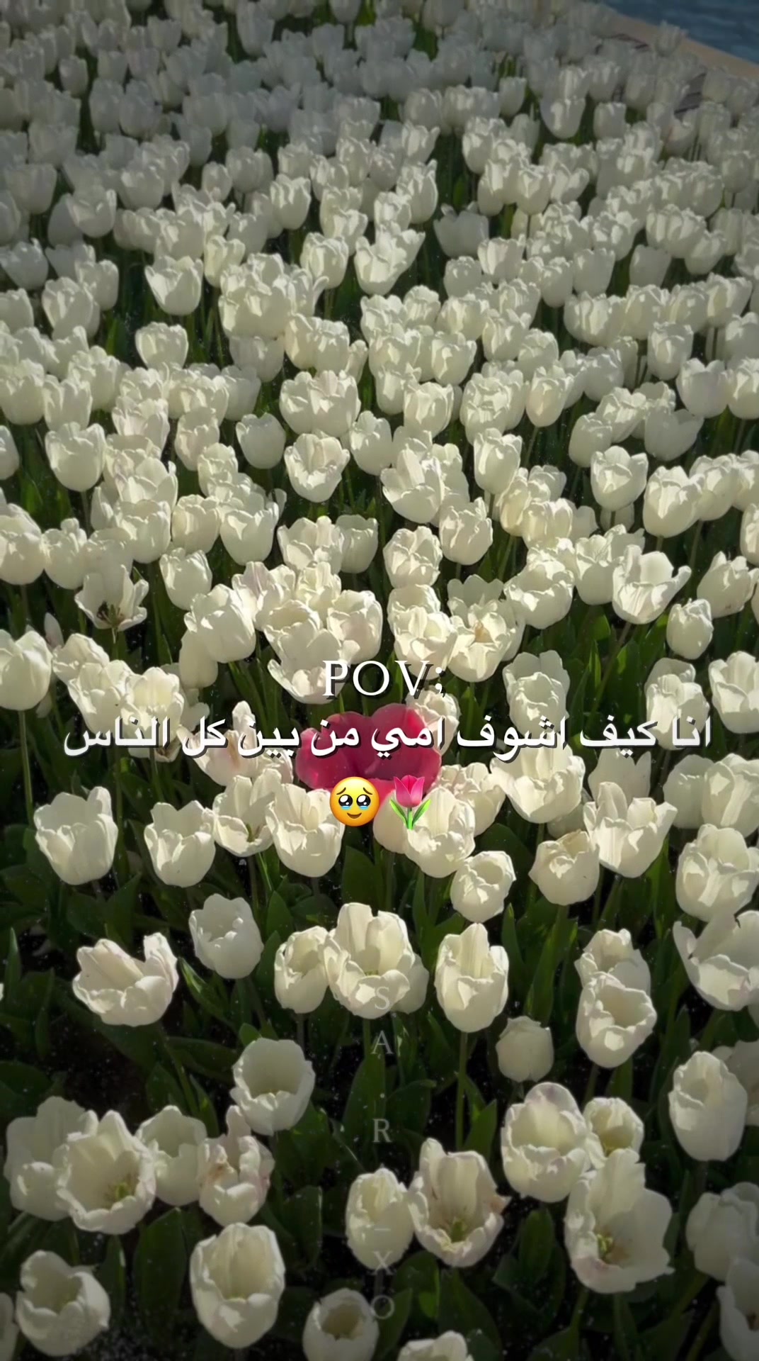 @ٍسًےـٱرٌة🪄🤍