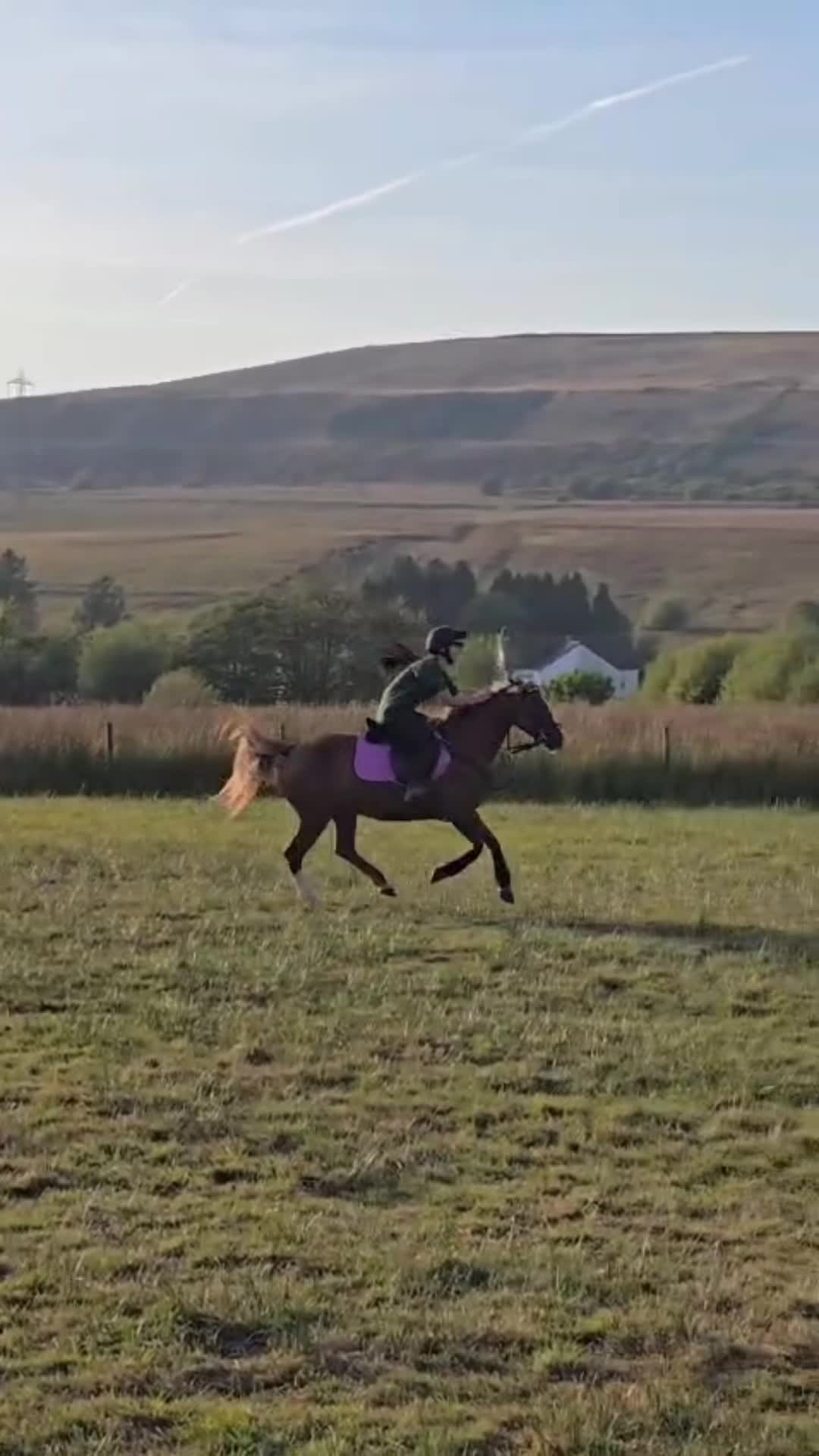 @shelbyshorseaccount