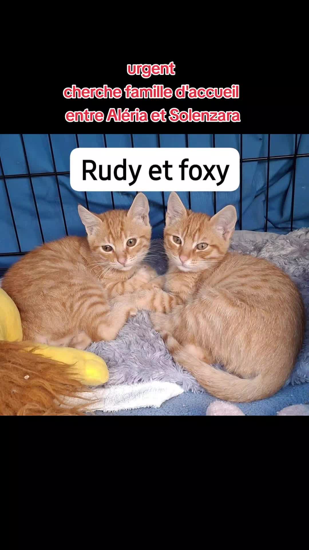 @Ass Les petits f&eacute;lins de Corse