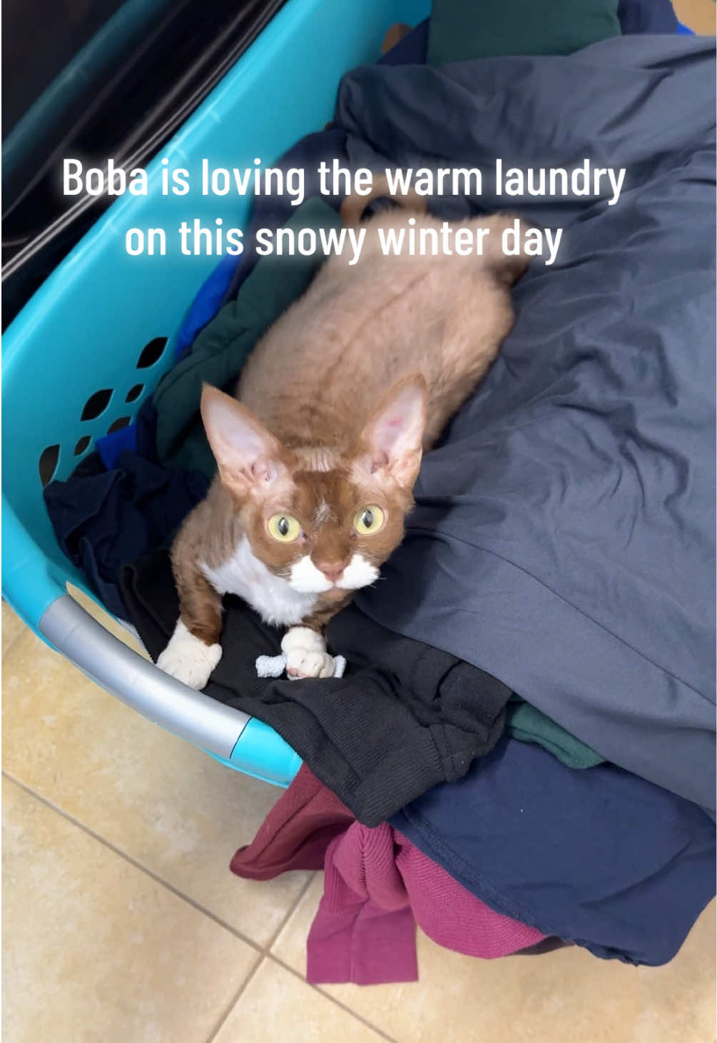 @Boba&rsquo;s Buds Minskin Cats