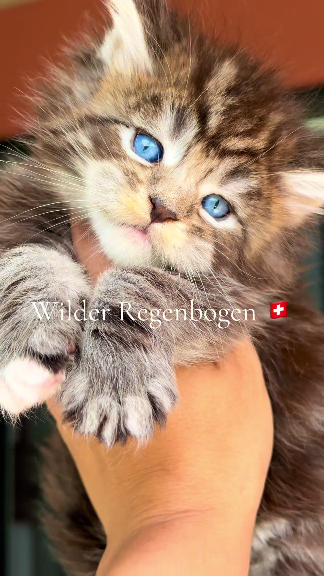 @WilderRegenbogenMaineCoon